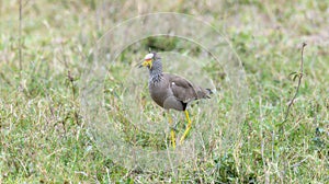A wattled lapwing, Vanellus senegallus, standing in a field of green grass in South Africa