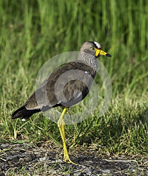 Wattled Plover or Lapwing, South Africa.