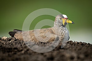 Wattled plover lies in profile in mud