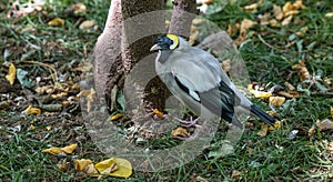 Wattled Starling (Creatophora cinerea)