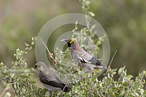 Wattled starling, Creatophora cinerea Masaimara,