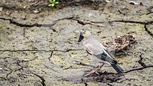 Wattled Starling in Kruger National park, South Africa