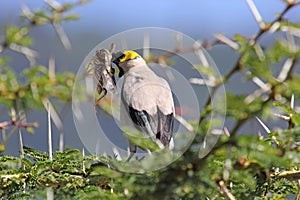 Wattled starling on a wattle