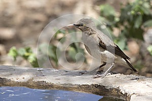 Wattled starling who sits on the edge of an artificial pond in a
