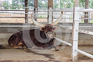 watusi big cow mammal