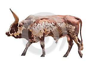 Watusi big ox cow photo