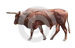 Watusi big ox cow isolated white photo