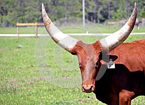 Watusi Bull