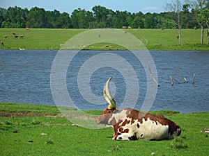 Watusi Bull