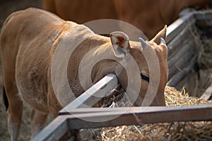 A watusi bull is munching on hay.