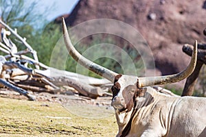 Watusi Bull at Phoenix Zoo