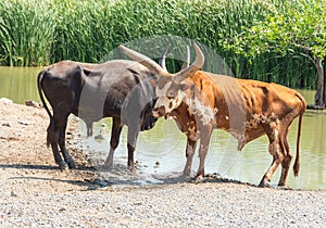 Watusi Bull photographed in Safari World