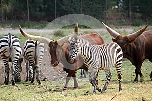 Watusi Bull & Zebra's