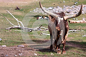 Watusi cattle