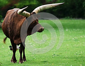 Watusi cattle