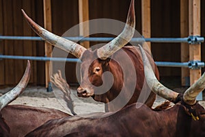 Watusi cattle with big horns