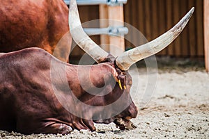 Watusi cattle with big horns