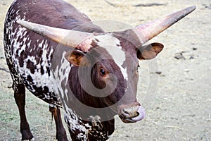 Watusi Cattle