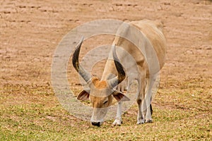 Watusi cattle