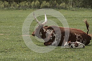 Watusi Cattle photo