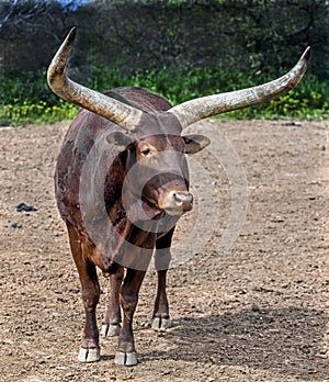 Watusi cattle 3