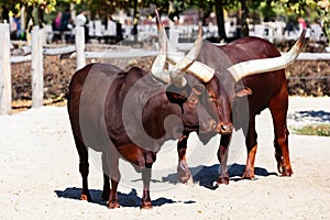 Watusi cattle. Mammal and mammals. Land world and fauna. Wildlife and zoology.