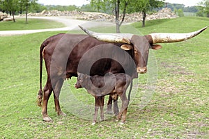 Watusi Cow with her Calf