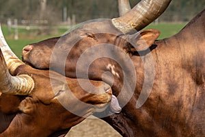 A Watusi cow and a Watusi calf caress each other, scientific name Bos taurus
