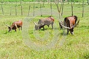 Watusi Cows in farm