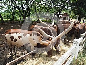 Watusi in farm of cow in northern Thailand