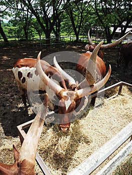 Watusi in farm of cow in northern Thailand