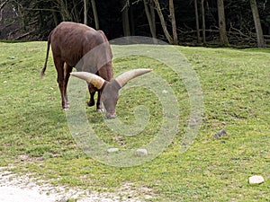 Watusi is a large domestic cattle in East Africa, with large horns