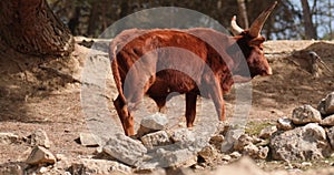 Watusi with large horns walking through a rocky area in coniferous forest, slow motion 120 fps