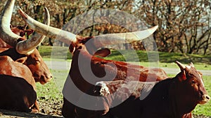 Watusi is a sacred cow of Africa ruminant herbivore.