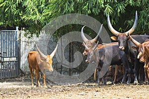 Watusi in a zoo