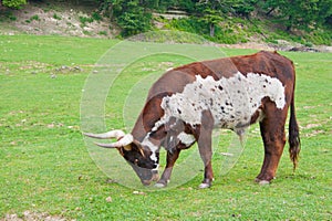 Watusso ox