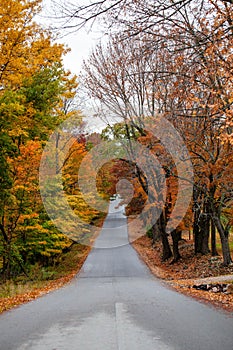 Wausau Ave in October with colorful autumn trees in Wausau, Wisconsin