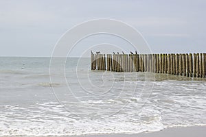 Wave breaker made of wooden stakes on the beach, Haamstede, Netherlands