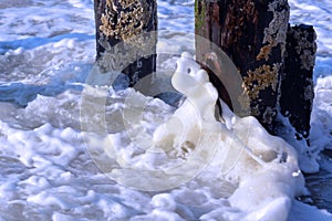 Wave Breaking Along Wood Pilings