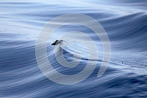 Wave Breaking at Sea