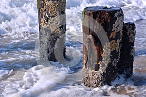 Wave Breaking and Splashing Along Wood Pilings