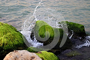 Wave crashing om a rock covered with moss.