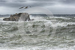 Wave Cresting during storm with Seagull Above