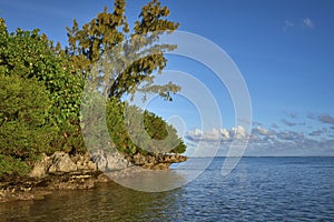 Wave cut Limestone rocky outcrops with Mangroves and other tropical Vegetation on the coast of the Island of Mauritius.