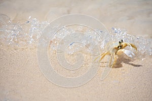 Wave Rolling Ashore Against a White Ghost Crab