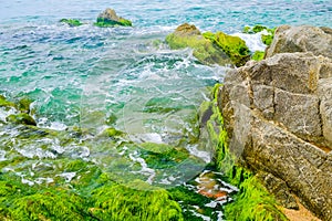 Wave rolls over rock on the beach covered with seaweed at low tide covered. Costa Brava, Spain