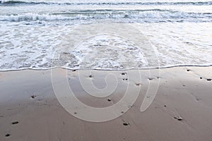 Wave of the sea on the sand beach, top view. Classic soft beautiful sea wave on sandy beach for publication, design