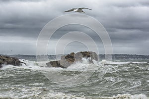 Wave Search by Seagull in a storm
