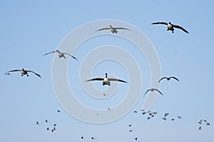 Wave After Wave of Canada Geese Flying in Blue Sky