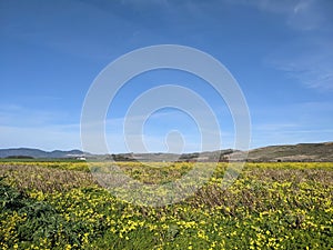 Wavecrest open space preserve